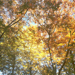 Low angle view of trees