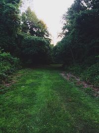 Scenic view of grassy field