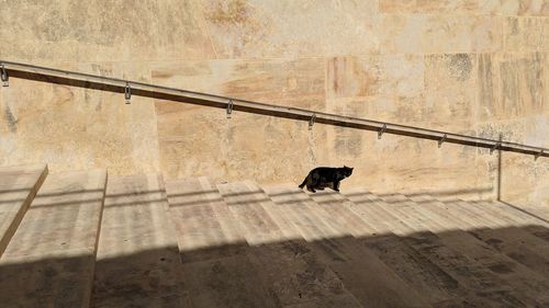 Cat standing on concrete wall