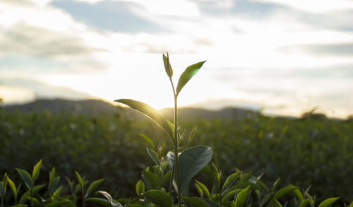 Close-up of plant growing on field