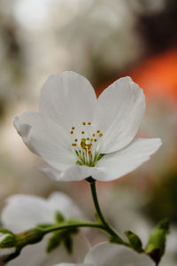 Close-up of flower against blurred background