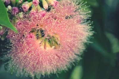 Close-up of pink flower