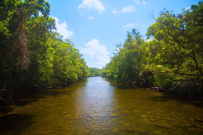 Scenic view of river amidst trees against sky