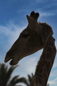 animal