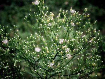 Close-up of wet pink flowering plants