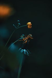 Close-up of wilted flower