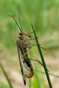 Close-up of dragonfly