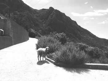 Dog standing on road against mountain