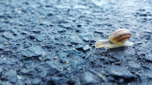 Close-up of snail