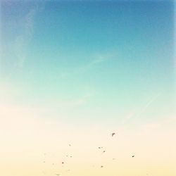 Low angle view of bird flying in sky