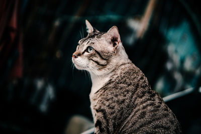 Close-up of a cat looking away