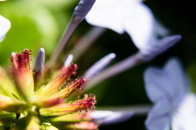 Close-up of fresh flower blooming outdoors