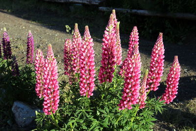 Close-up of pink flowering plant