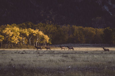 Horses in a field