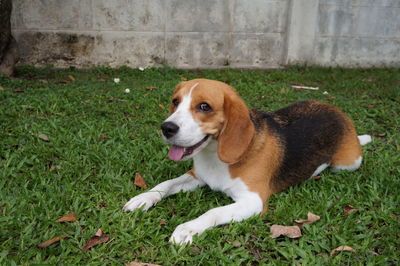 Beagle dog 