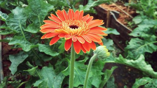 Close-up of red flower