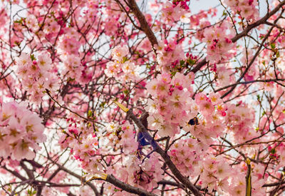 Low angle view of cherry blossom