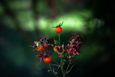 Close-up of red berries on plant