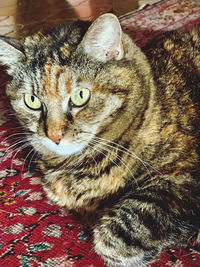 Close-up portrait of a cat
