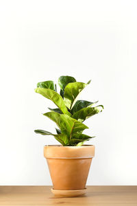 Potted plant on table against white background