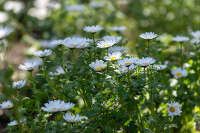 Close-up of white flowering plants