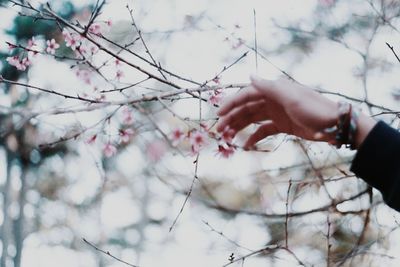 Cropped hand reaching towards cherry blossom