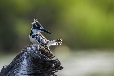 Close-up of bird perching on a tree