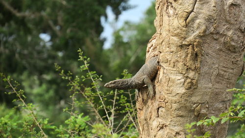 Lizard on tree trunk