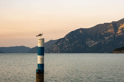 Seagull on wooden post in sea against sky