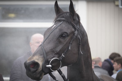 Close-up of horse