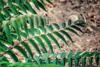 Close-up of plants growing over field