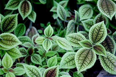 Full frame shot of plant