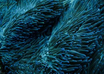 Full frame shot of sea anemone