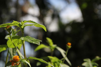 Close-up of flowering plant