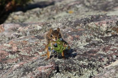 Close-up of lizard on rock