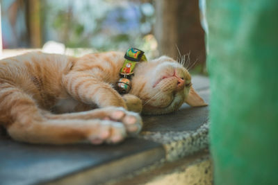 Close-up of a cat sleeping