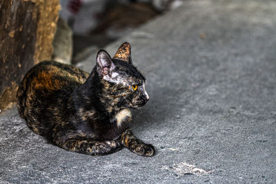 High angle view of cat sitting on street