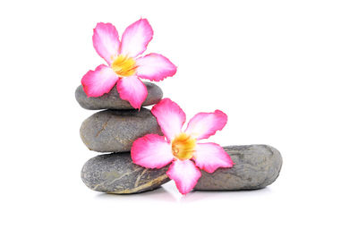 Close-up of pink flowers against white background