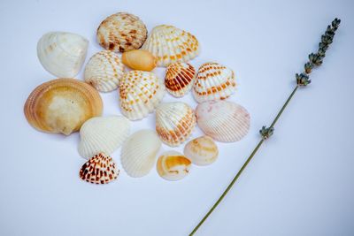 High angle view of shells