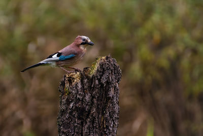 Eurasian jay close up on a tree trunk in a forest