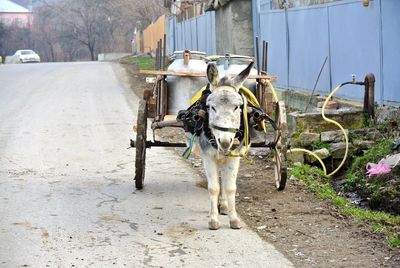 Horse cart on street