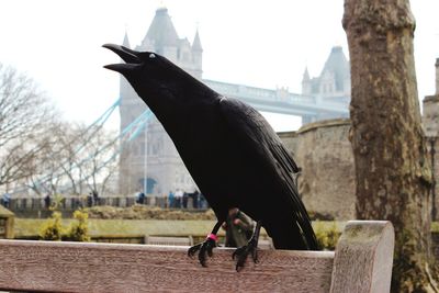 Raven perching on bench against tower bridge in city