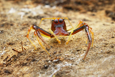 Close-up of insect on sand