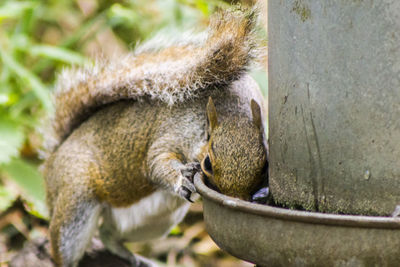 Close-up of squirrel drinking water from container