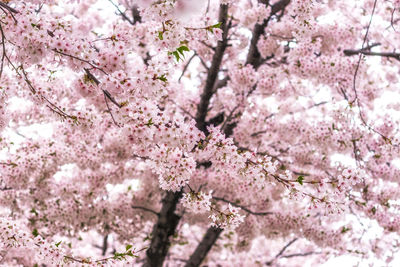 Close-up of pink cherry blossoms in spring