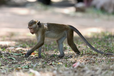 Monkey sitting on field