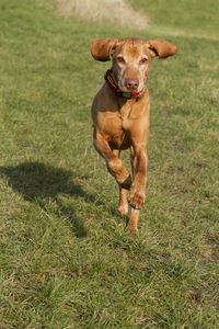 Portrait of dog running on grass