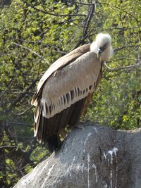 Bird perching on tree trunk