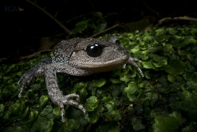 Close-up of frog on plant