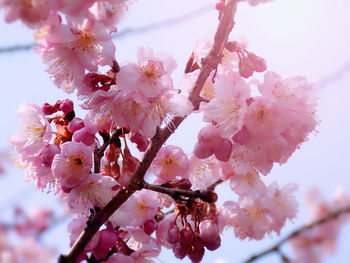 Low angle view of pink flowers on tree